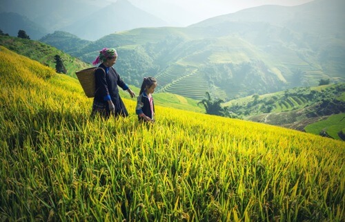 agriculture-1822446_1920