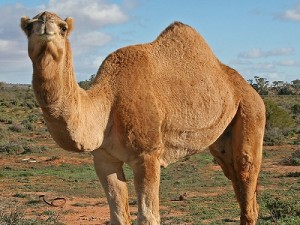 ラクダ