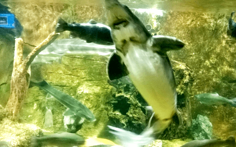 ハノイの水族館 サメ