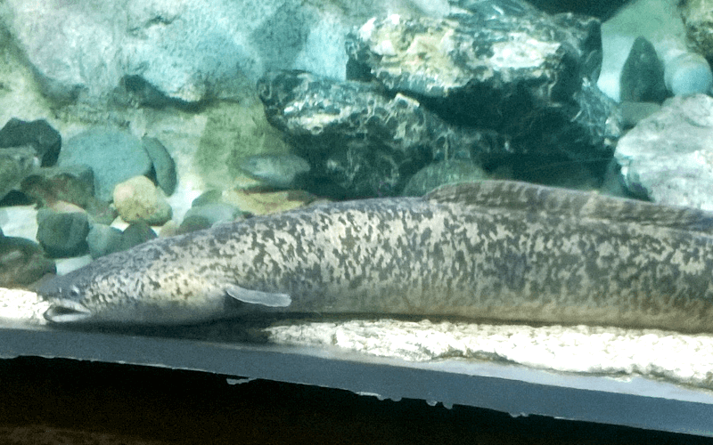 ハノイ水族館 ウツボ先生