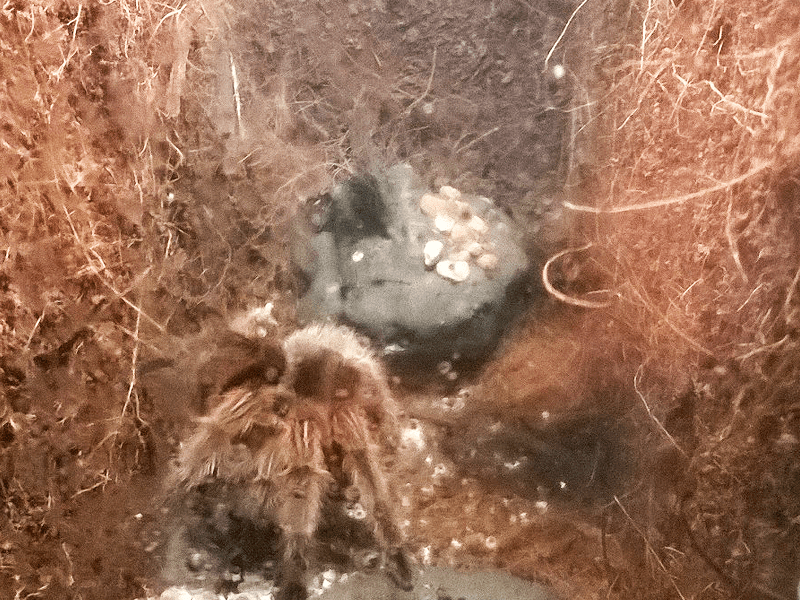 ハノイ　毒蜘蛛