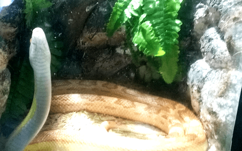 ハノイ水族館 蛇