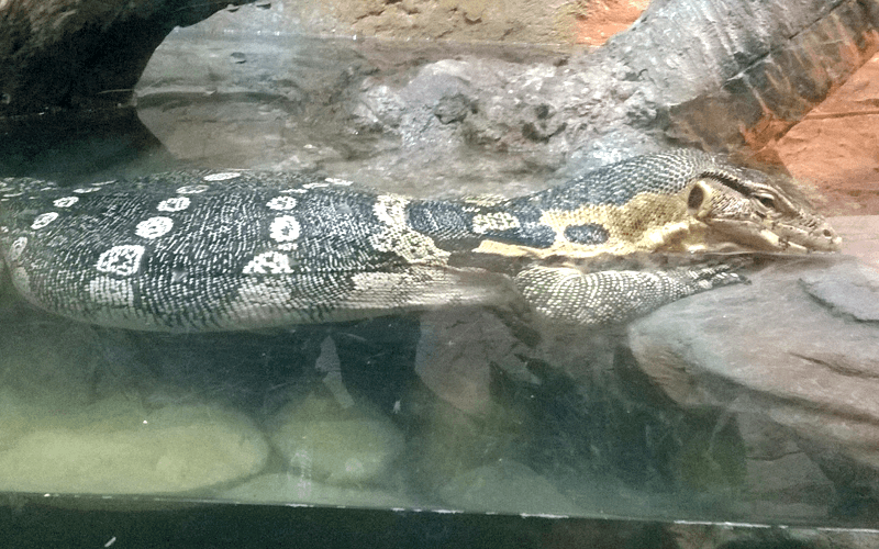 ハノイ水族館 爬虫類 ワニ？