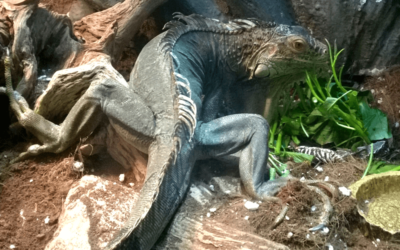 ハノイ水族館 イグアナ