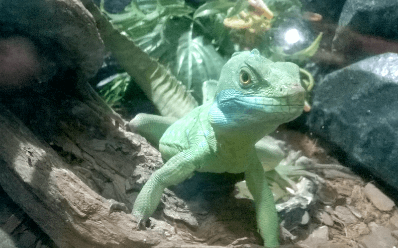 ハノイ水族館　トカゲ