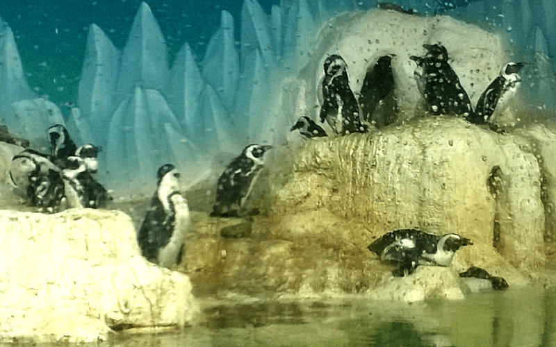 ハノイ水族館　ペンギン