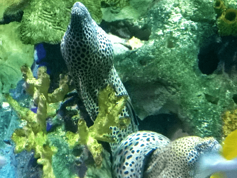 ハノイ水族館 ウツボさん