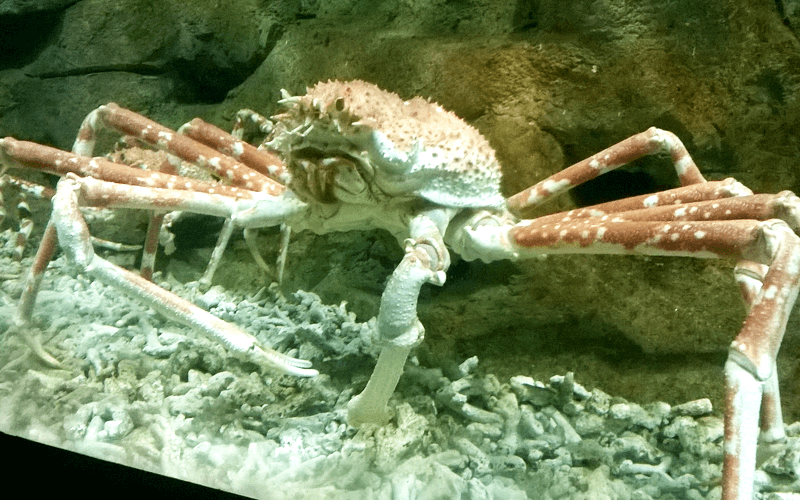 ハノイ水族館 たらば蟹