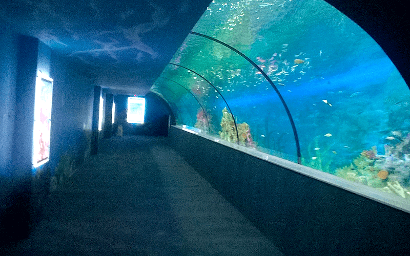 ハノイ水族館　ドーム型通路