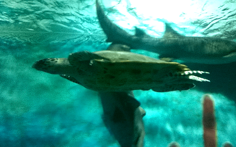 ヴィンパール水族館　ウミガメ