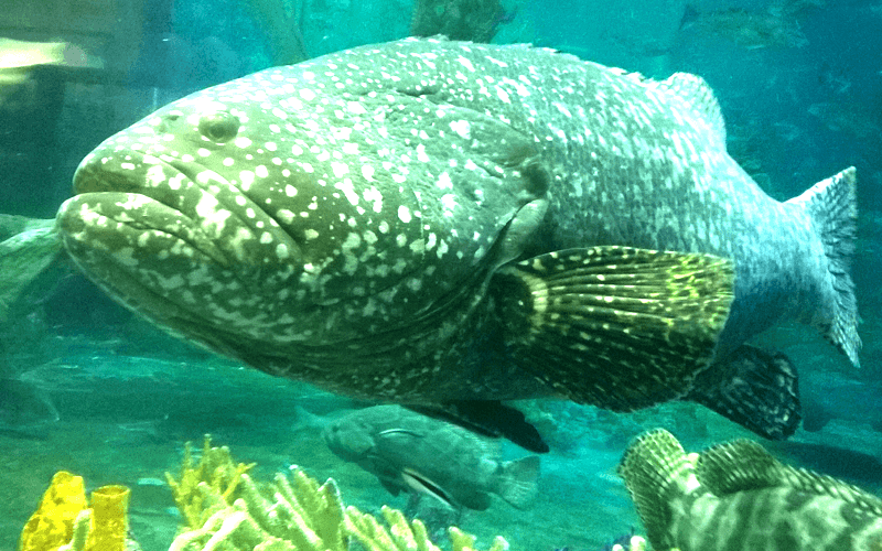 ハノイ水族館 巨大な魚