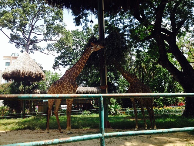 動物園もあるホーチミンは家族でも楽しめます W ベトナム旅行とベトナム情報 アンコールワット旅行とアンコールワット情報 動物園もあるホーチミンは家族でも楽しめます W ベトナム旅行とベトナム情報 アンコールワット旅行とアンコールワット情報