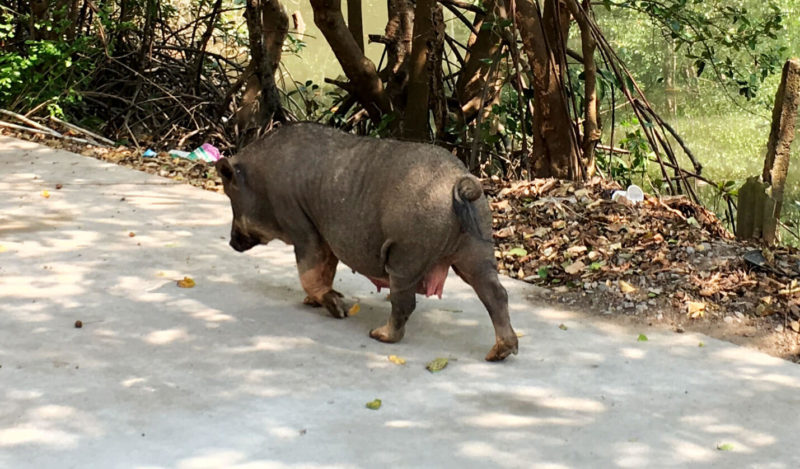 カンザー猪豚