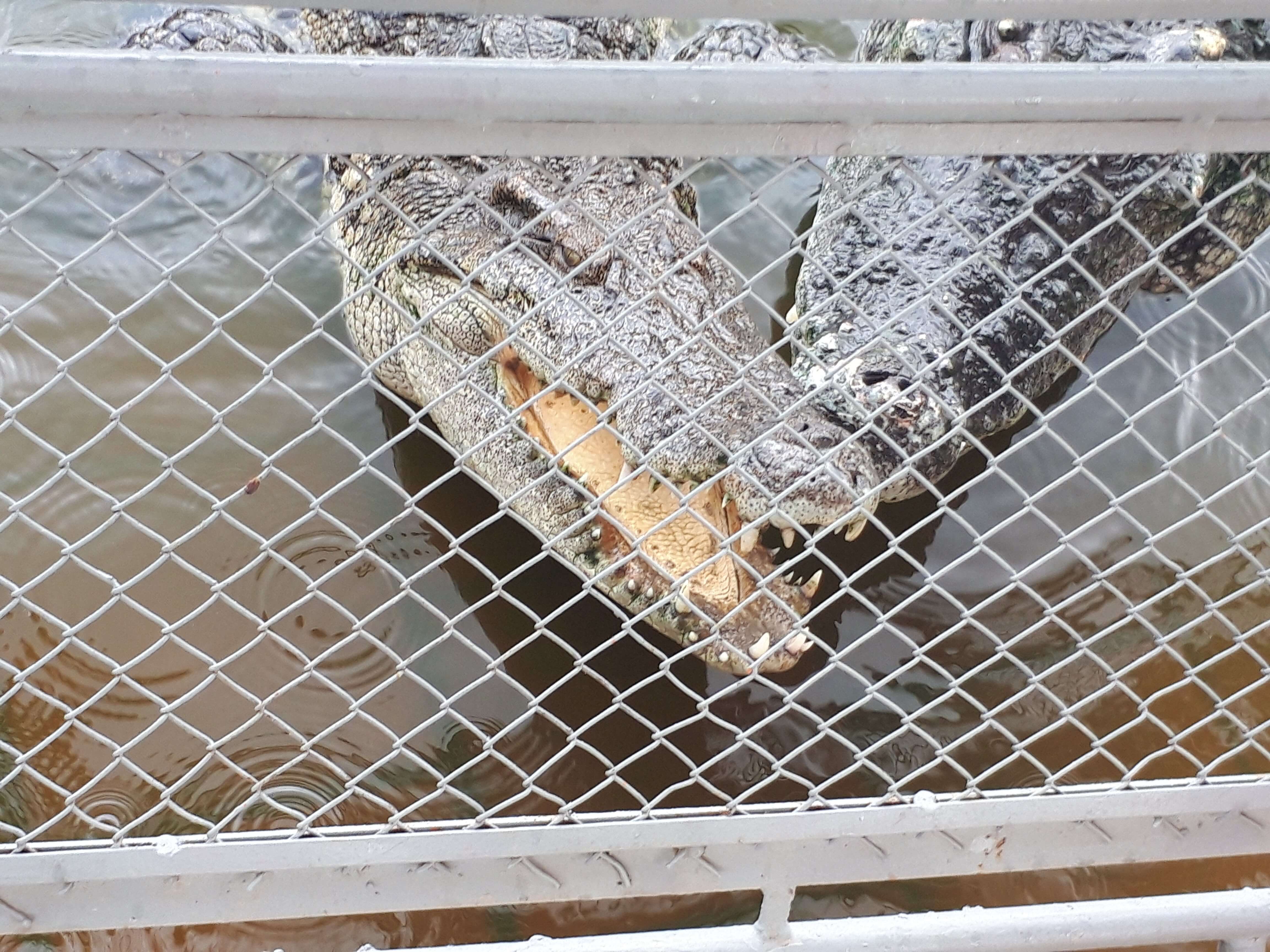 ワニ釣り