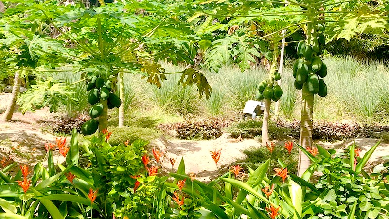 カームスパの庭園