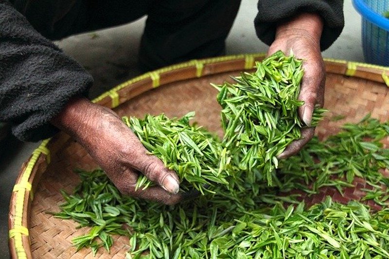 ベトナムのお茶の歴史と主な種類
