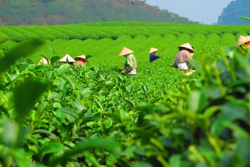 ハス茶ってどんなお茶？種類・味・効能について