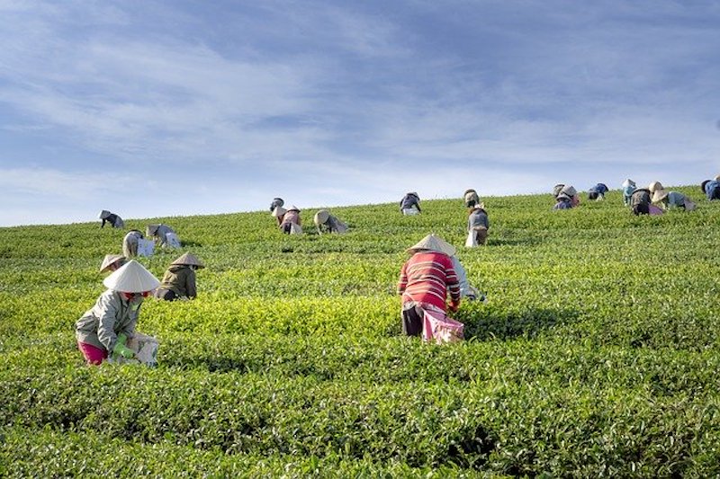 ベトナムのお茶の歴史と主な種類