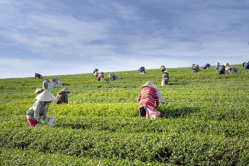 ベトナムのお茶の歴史と主な種類