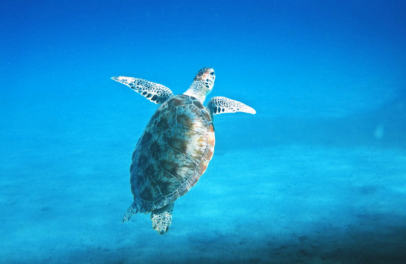 セブ島の観光ベストシーズンはいつ？