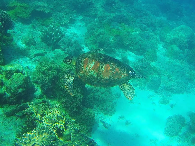 セブ島のダイビングスポット