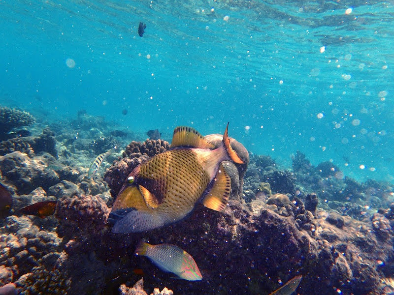 シュノーケリング　セブ屈指の離島、ヒルトゥガン島を徹底解説！セブで最も美しい海と言われているビーチ、マリンスポーツ情報、日本語ツアー