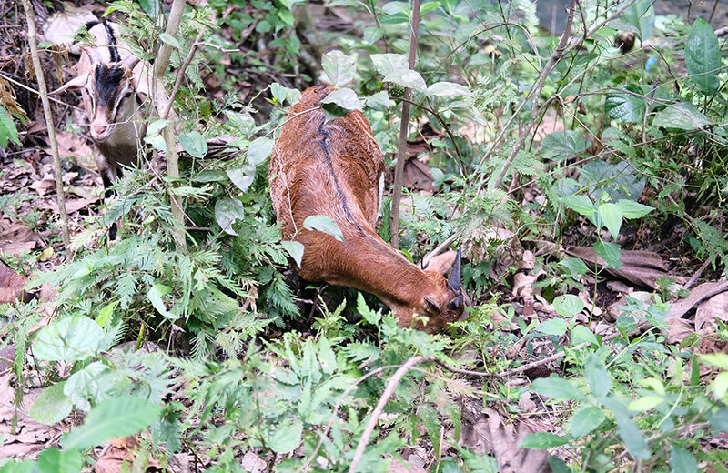 セブ屈指の大人気スポット『カワサン滝』に行ってきました！