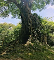 サンボー・プレイ・クック