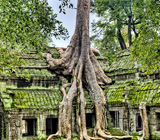 タ・プロム Ta Prohm