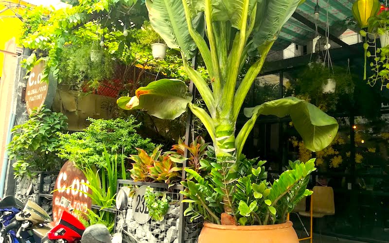 C ON Grobal 見たこともない巨大な観葉植物がカフェの前に立ちはだかっています 