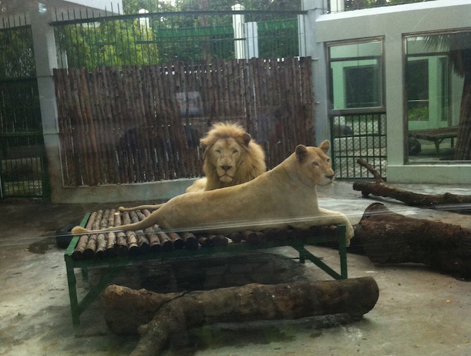 タオダン動植物園　ライオン