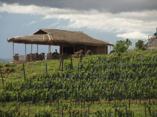ミャンマーワイン Red Mountain Estate Vineyards &Winery