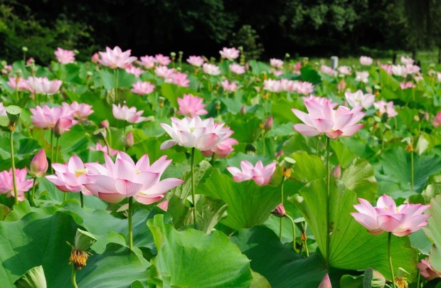 《6月から7月末までの期間限定限定！》ベトナムの国花 ハス畑と蓮茶製造見学ツアー