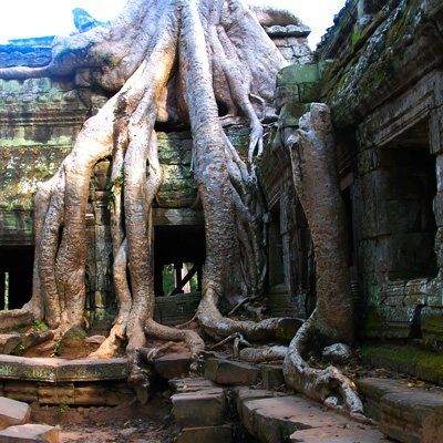 タ プローム遺跡 Ta Prohm の見所と歴史について Tnkトラベルjapan タ プローム遺跡 Ta Prohm の見所と歴史について Tnkトラベルjapan