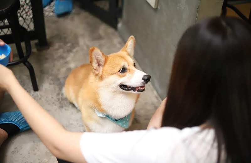 バンコクの癒しスポット③コーギーカフェ