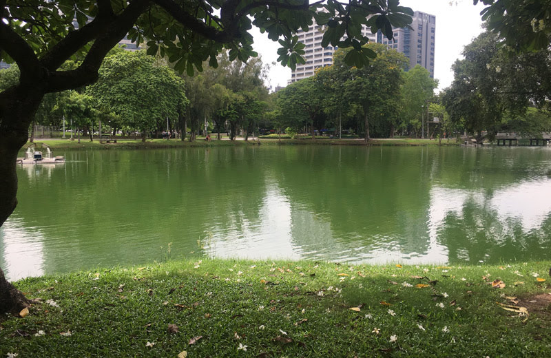 タイ・バンコクのルンピーニ公園で水オオトカゲを探します！