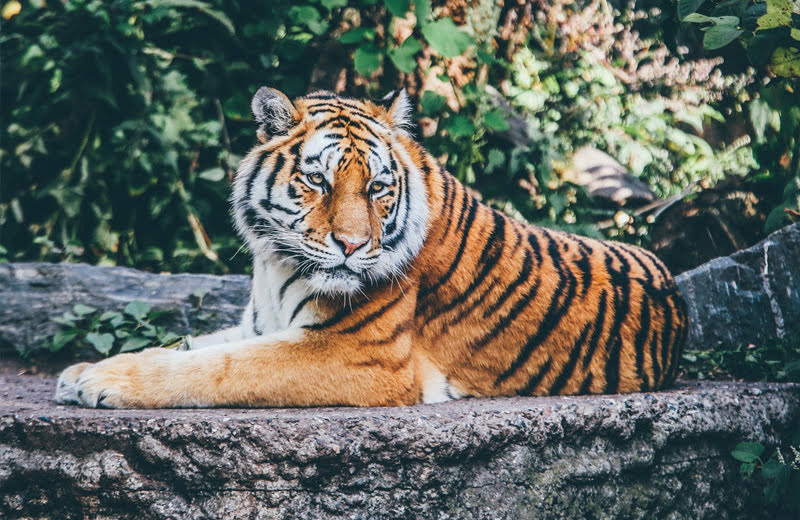 バンコク在住者が選ぶ！サファリワールドなどおすすめ動物園ベスト3