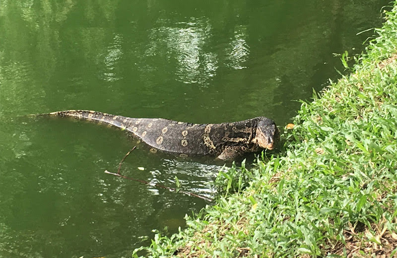 タイ・バンコクのルンピーニ公園で水オオトカゲを探します！