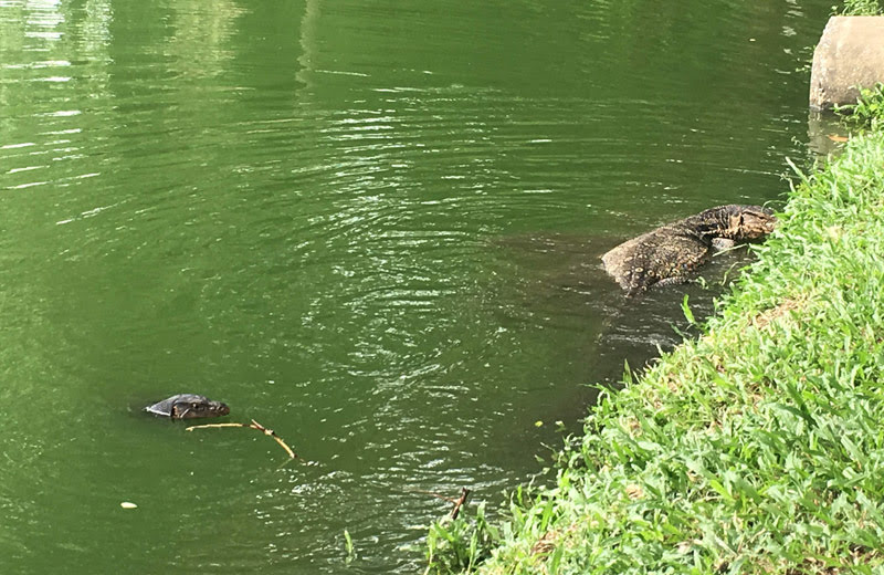 タイ・バンコクのルンピーニ公園で水オオトカゲを探します！