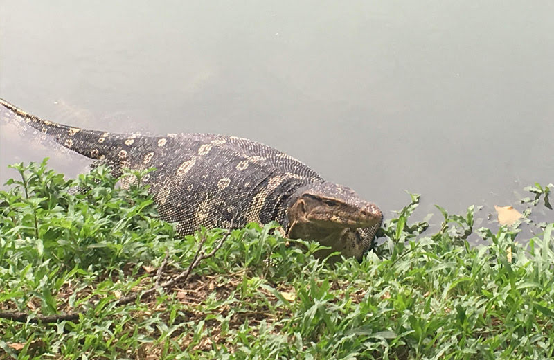 タイ・バンコクのルンピーニ公園で水オオトカゲを探します！