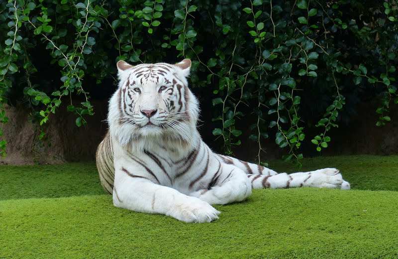 バンコク在住者が選ぶ！サファリワールドなどおすすめ動物園ベスト3