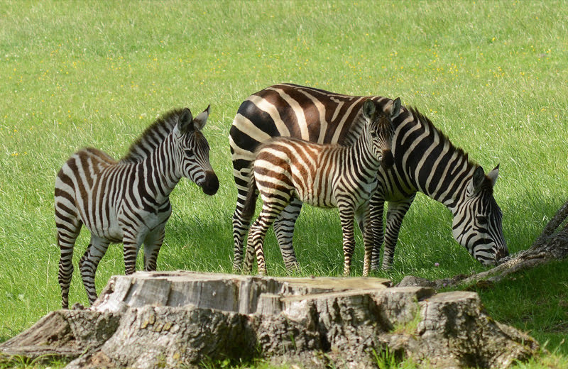 バンコク在住者が選ぶ！サファリワールドなどおすすめ動物園ベスト3