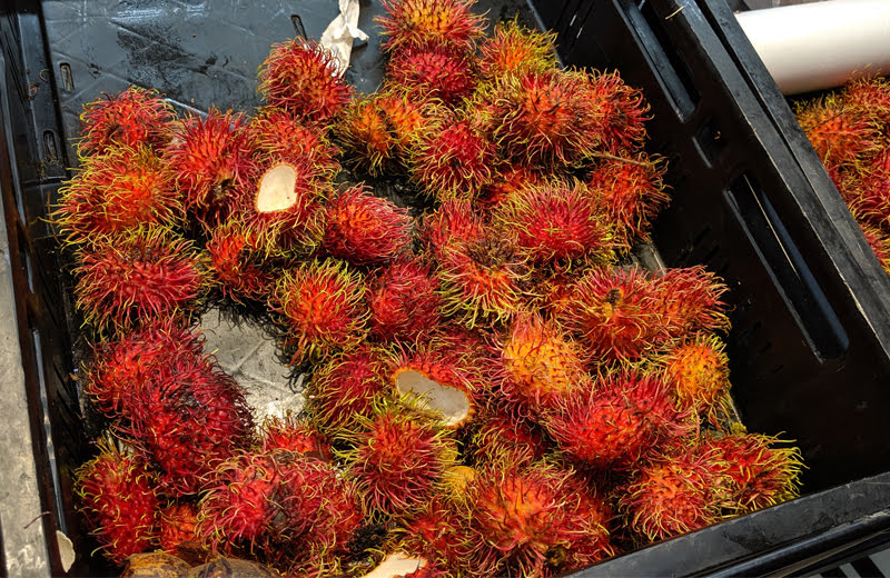 【タイで食べたい！】バンコクで食べられるおすすめの南国フルーツ