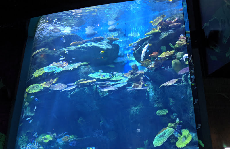 雨の日は…ここ！バンコクにある東南アジア最大級の水族館